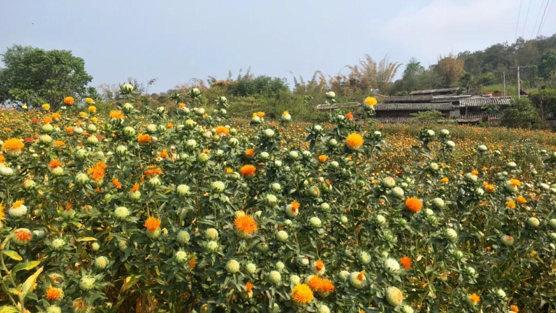 创业故事分享卖花,创业故事茶叶