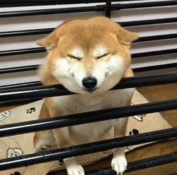 狗狗空运要多少钱到三亚,狗狗从昆明空运到常州多少钱