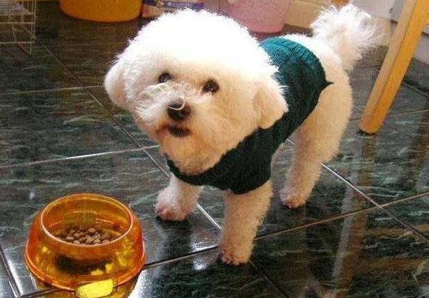 比熊一天喂几次最合适,7个月比熊一天吃几顿一顿吃多少