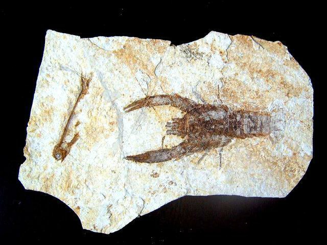 盱眙龙虾到底是什么龙虾,盱眙龙虾和潜江龙虾谁更有名