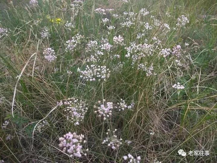 老家的印象和往事 (老家的印象介绍)