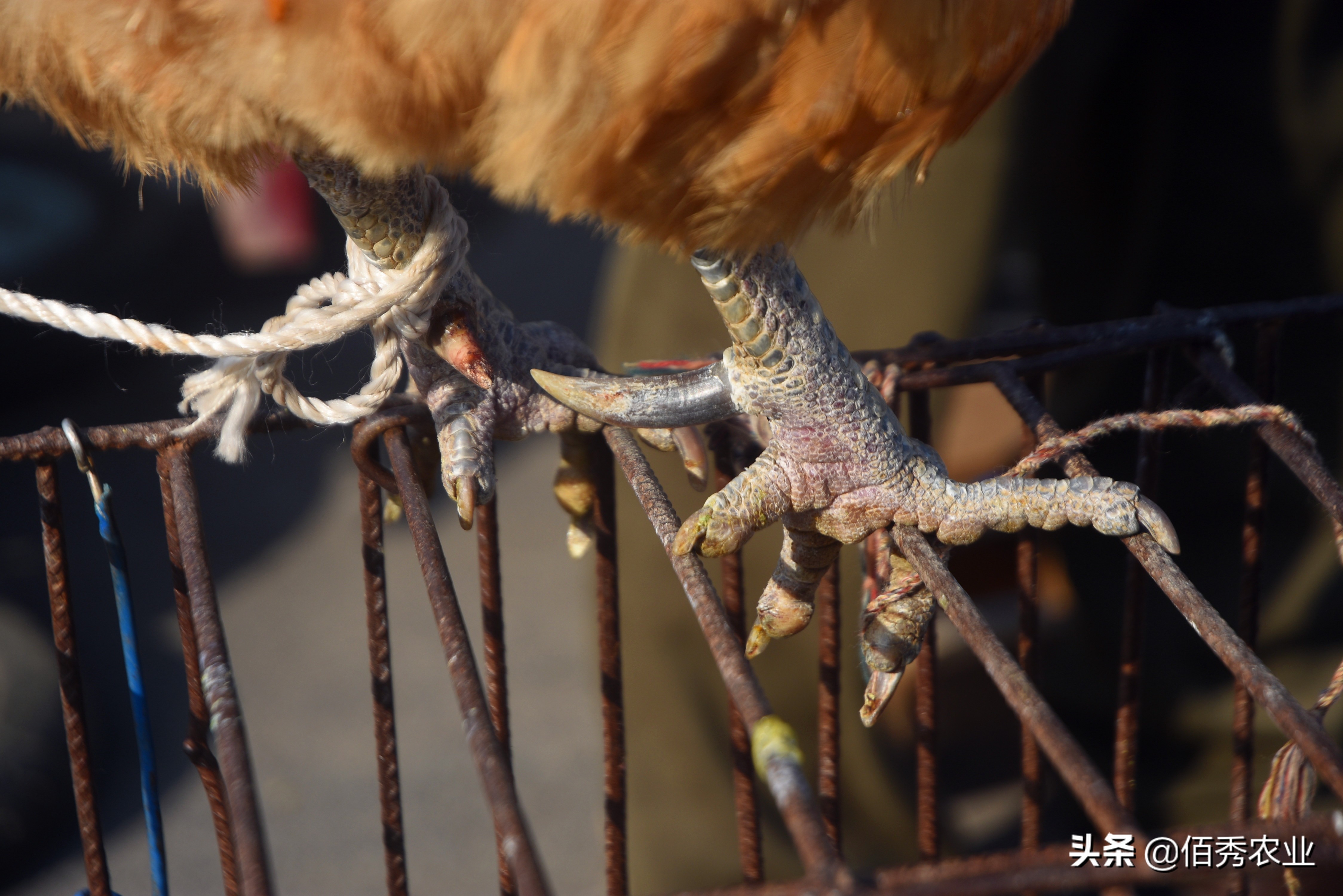 农村散养土鸡100元一只,农村散养土鸡当前价格150元两只