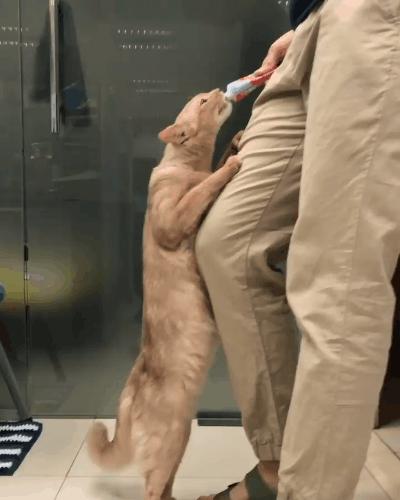 猫的终极凡尔赛：你的屏幕放不下我的腿