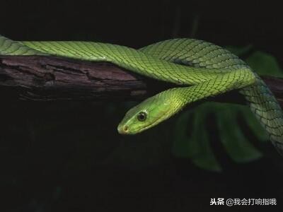 周公解梦梦到什么预示爱情成功,周公解梦你都梦见什么了