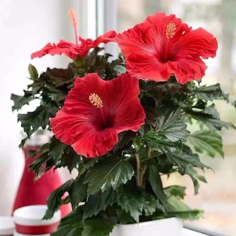 扶桑花养护方法大全,春天养这7种花