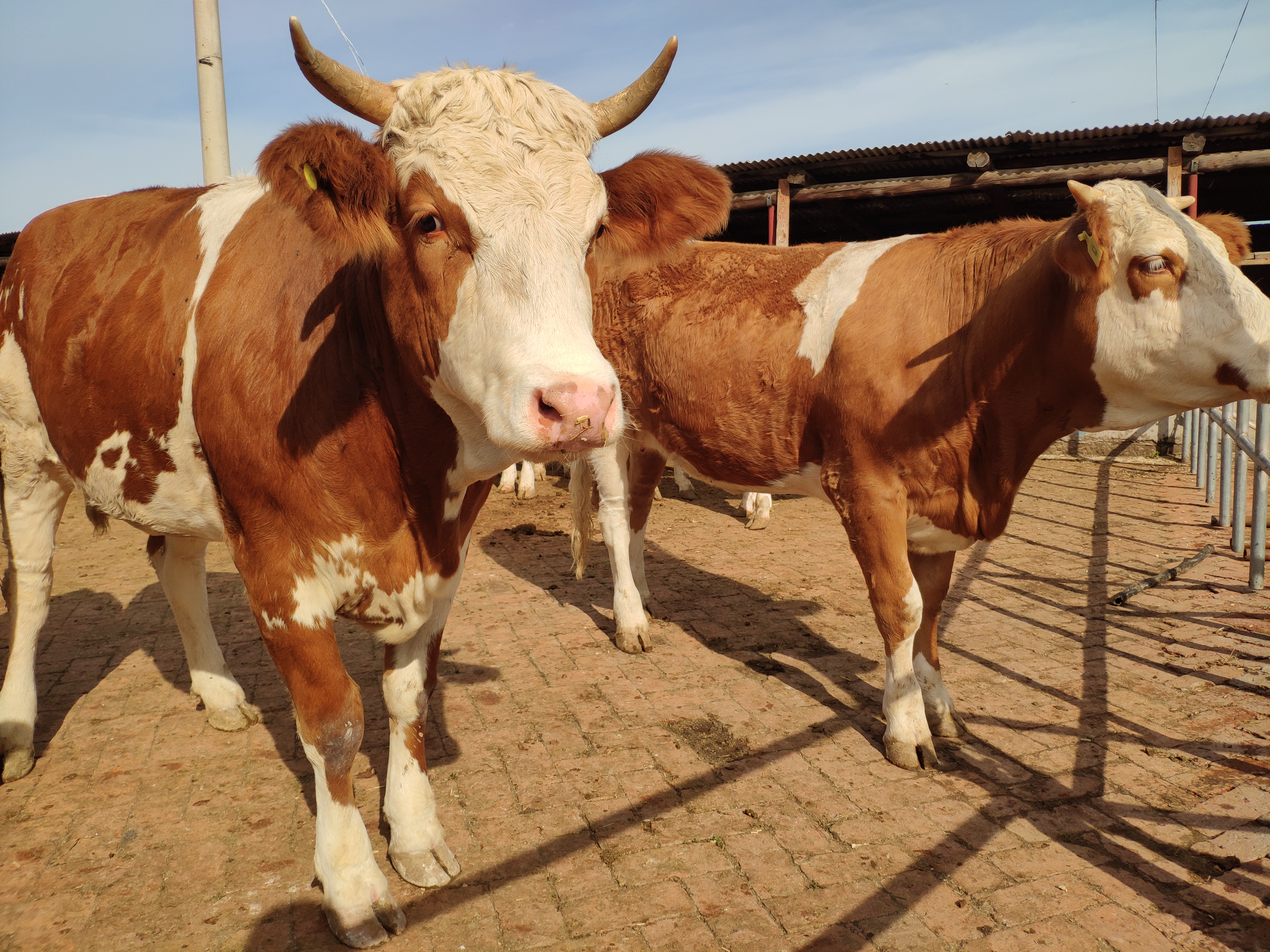 东哥养牛视频,东哥养肉牛