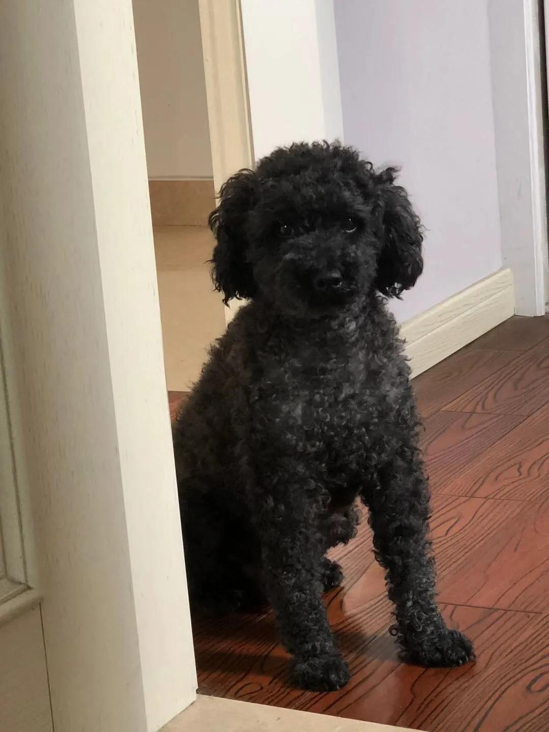 养宠物前你想好了吗,养一只泰迪狗应该花多少钱