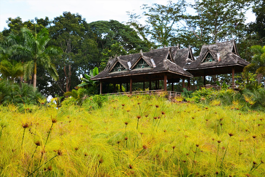 西双版纳泼水节野象谷,西双版纳旅游野象谷全攻略