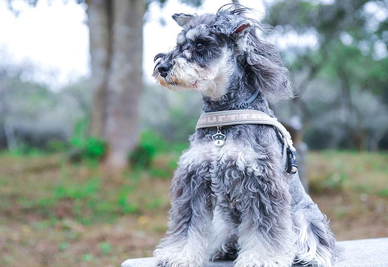 什么狗既便宜又好养适合新手养狗,新手养狗什么狗最忠诚