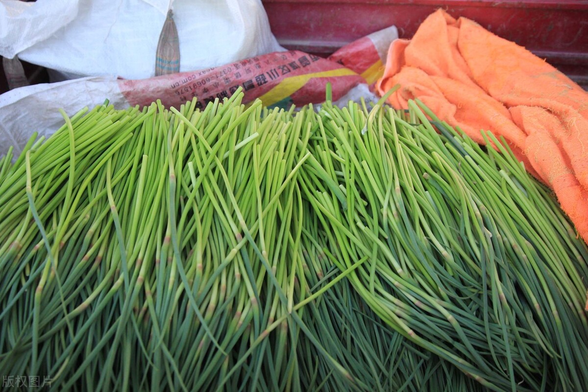 蒜苔价格今日行情卖蒜苔赚钱吗,蒜苔行情一下下滑几毛钱怎么回事