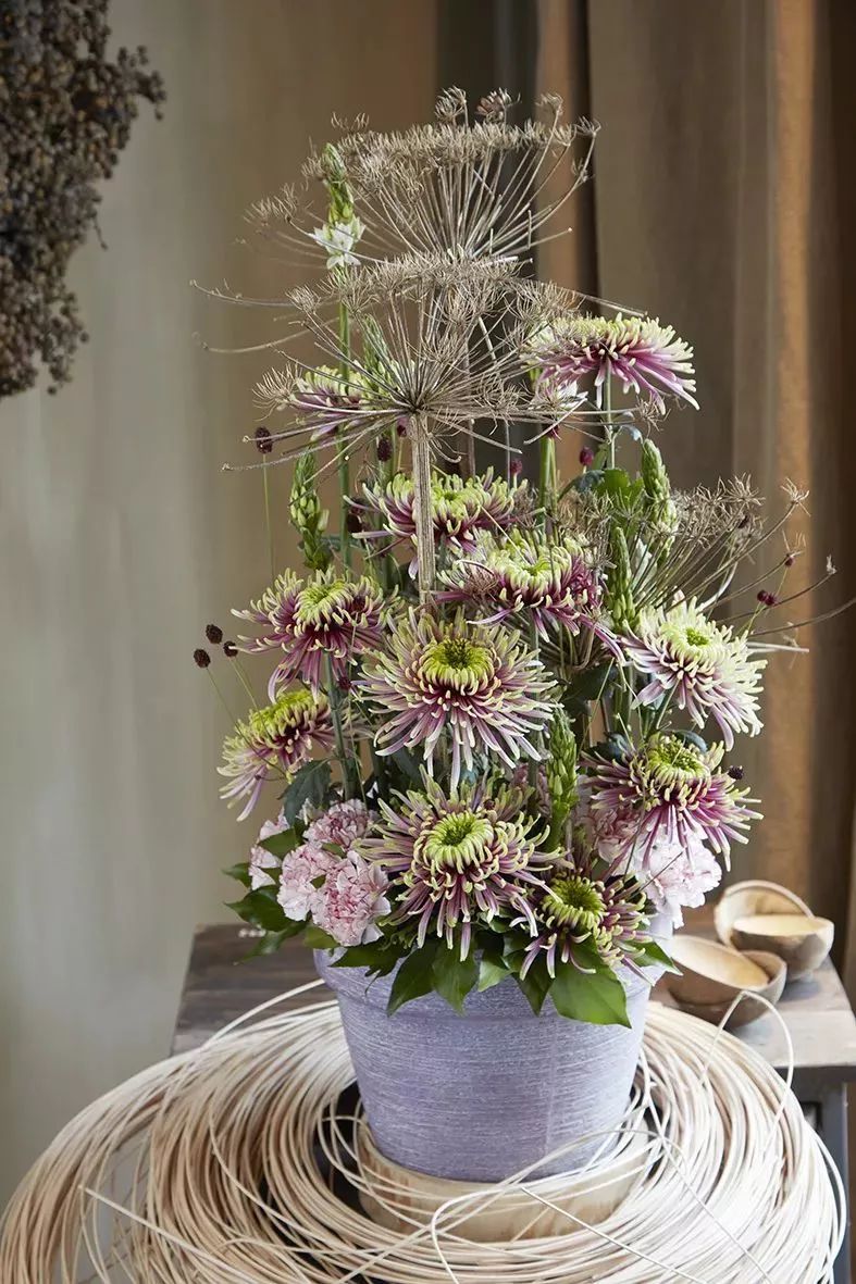 冬季切花菊,银叶菊鲜切花搭配