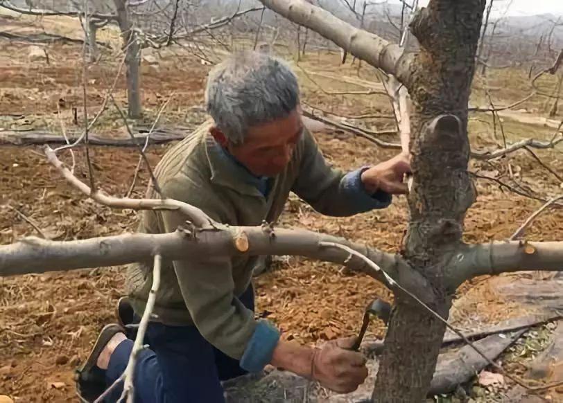 果树的癌症——苹果树腐烂病如何解决?果农朋友值得一看