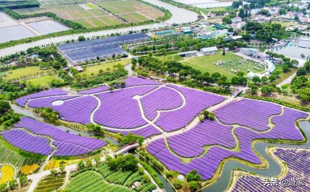 又到了薰衣草盛开的季节,上海市薰衣草花海