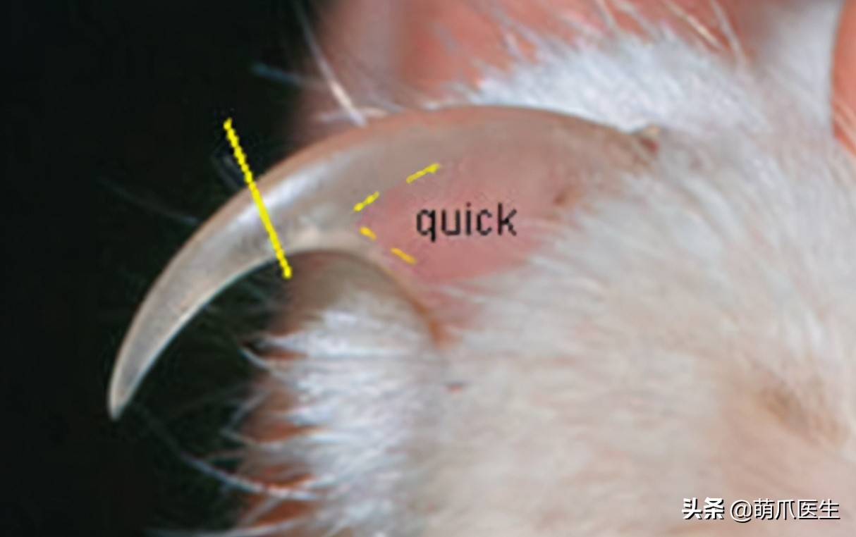 猫：来啊，踩我屁股啊，使点劲儿