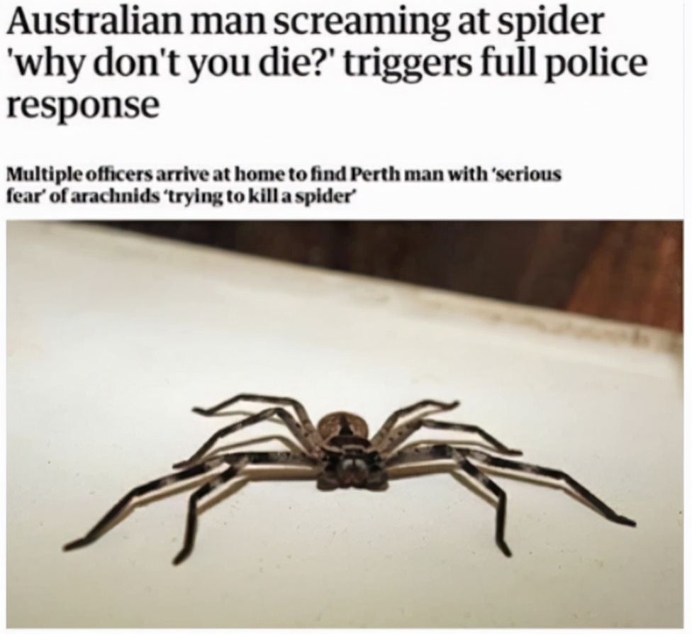 巨型蟑螂南方大蟑螂,广东巨型蟑螂和北方蟑螂对话