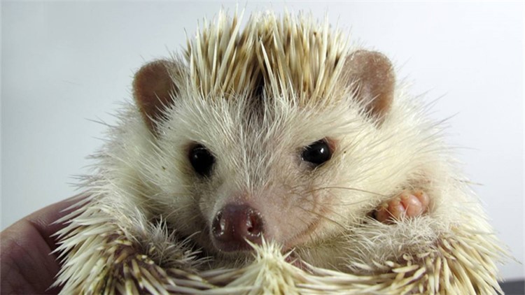 非洲迷你刺猬眼睛疾病,刺猬的症状