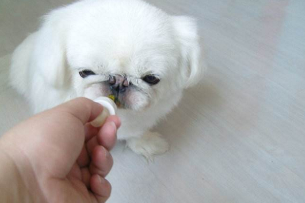 小狗狗感冒了，需要及时用药，一般10天之内可以痊愈！