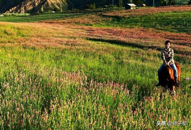 驴食草,驴喜欢吃哪些高产牧草