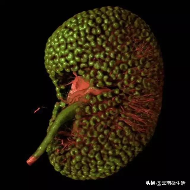 是谁把女性的贞操放阴道里的