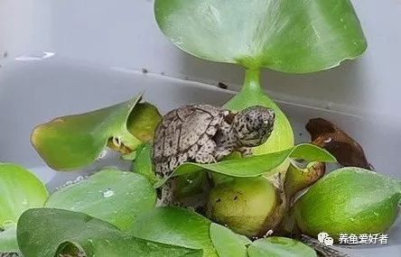 冷水龟皮实好养的推荐,便宜皮实好看的国龟