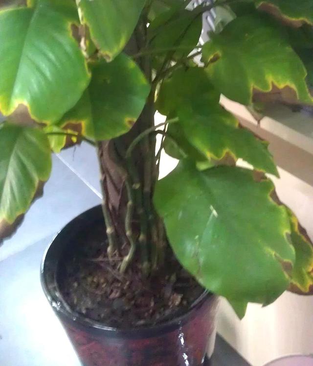 大叶绿萝黄叶怎么补救最快方法,大叶绿萝枝叶耷拉但是叶片不黄