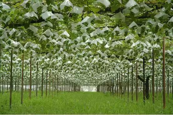 2019葡萄产业发展,葡萄农业发展模式