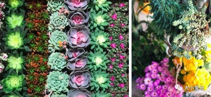 过年必逛花卉市场,北京值得去的花卉市场