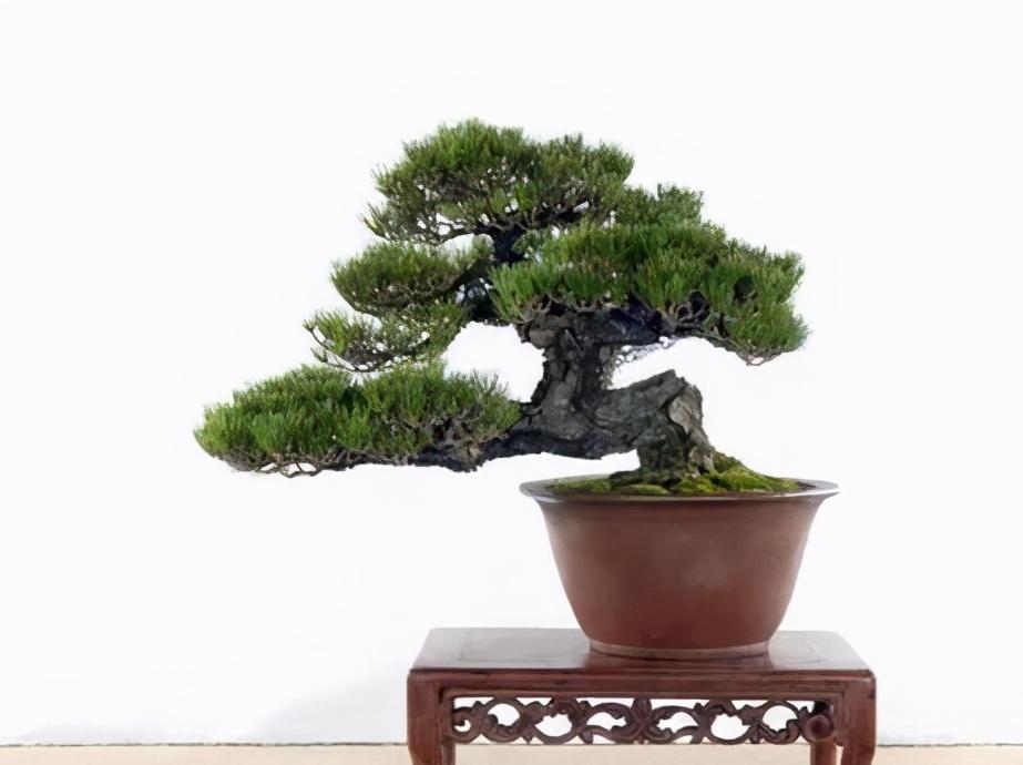 黑松怎么养护才能长得快 (黑松养护有什么方法)