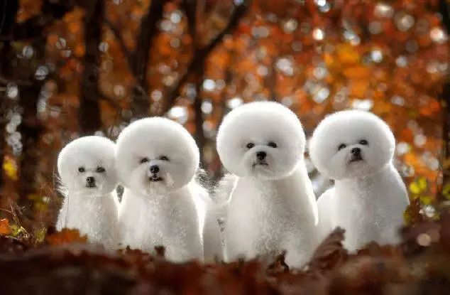 45种名犬大全,72种名犬图片附介绍