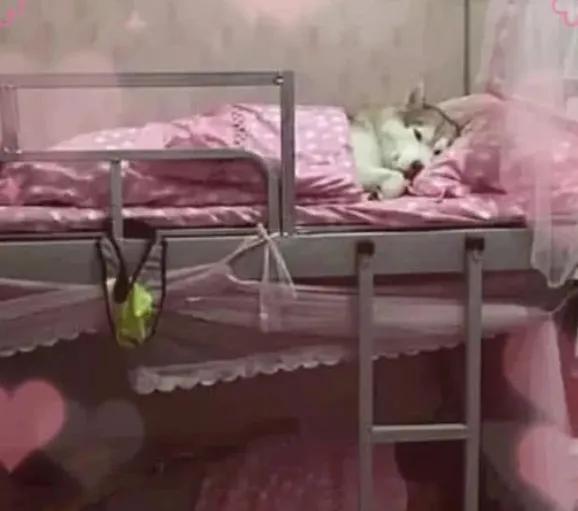 大学宿舍有违规用品是违纪行为吗,大学寝室违规物品有哪些