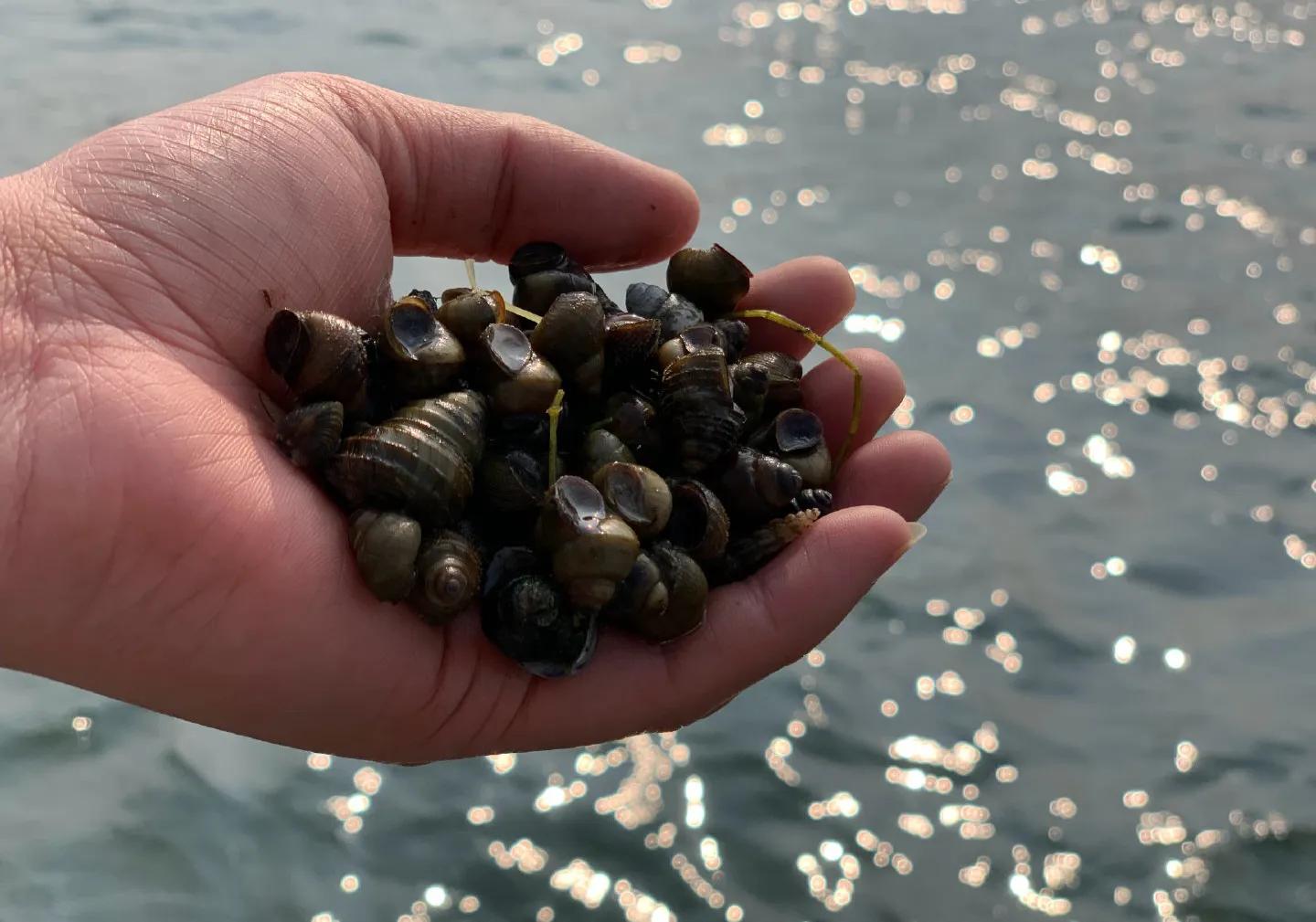 养殖小龙虾的十大骗局,小龙虾养殖血泪史