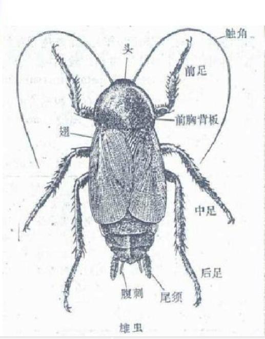 蟑螂怕什么怎样驱赶蟑螂最有效,蟑螂怎么消灭最彻底蟑螂习性