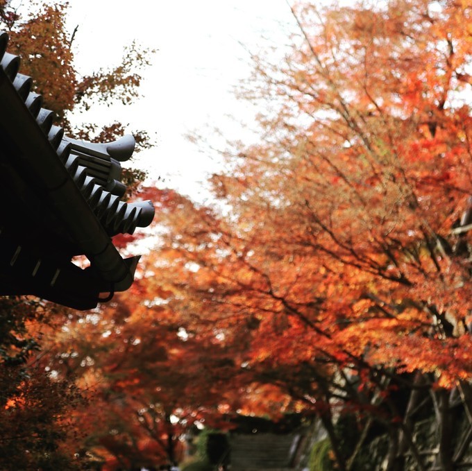 日本京都枫叶季旅游攻略,日本关西赏枫旅游攻略