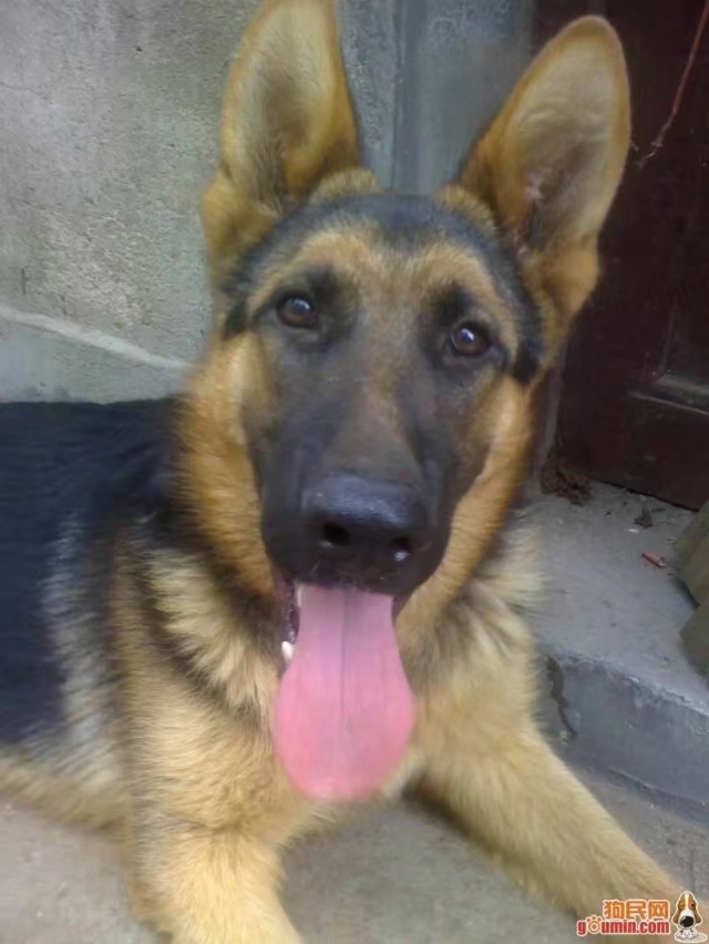 哈利和贝贝,哈利贝贝纸尿裤好吗