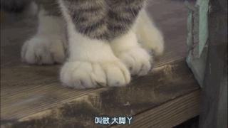 大家都在争抢猫爪杯？吸猫的最高境界，带着摄影机“猫步走天下”