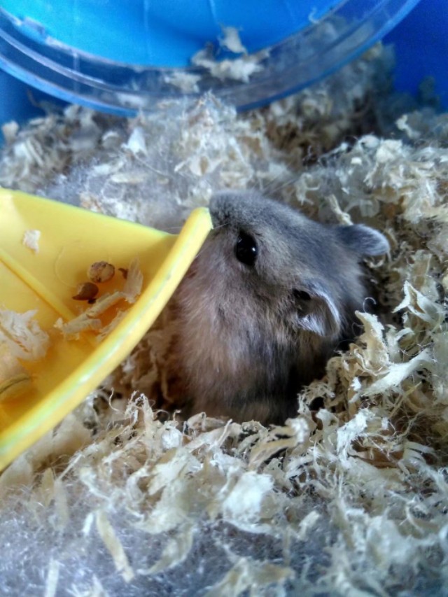 养仓鼠的注意事项和禁忌,养熊类仓鼠的注意事项