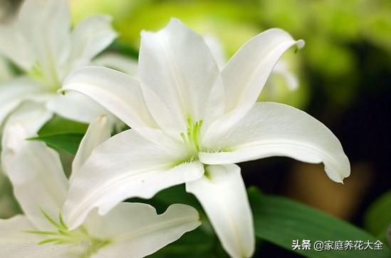 新手种花最怕什么,新手种植什么百合最好
