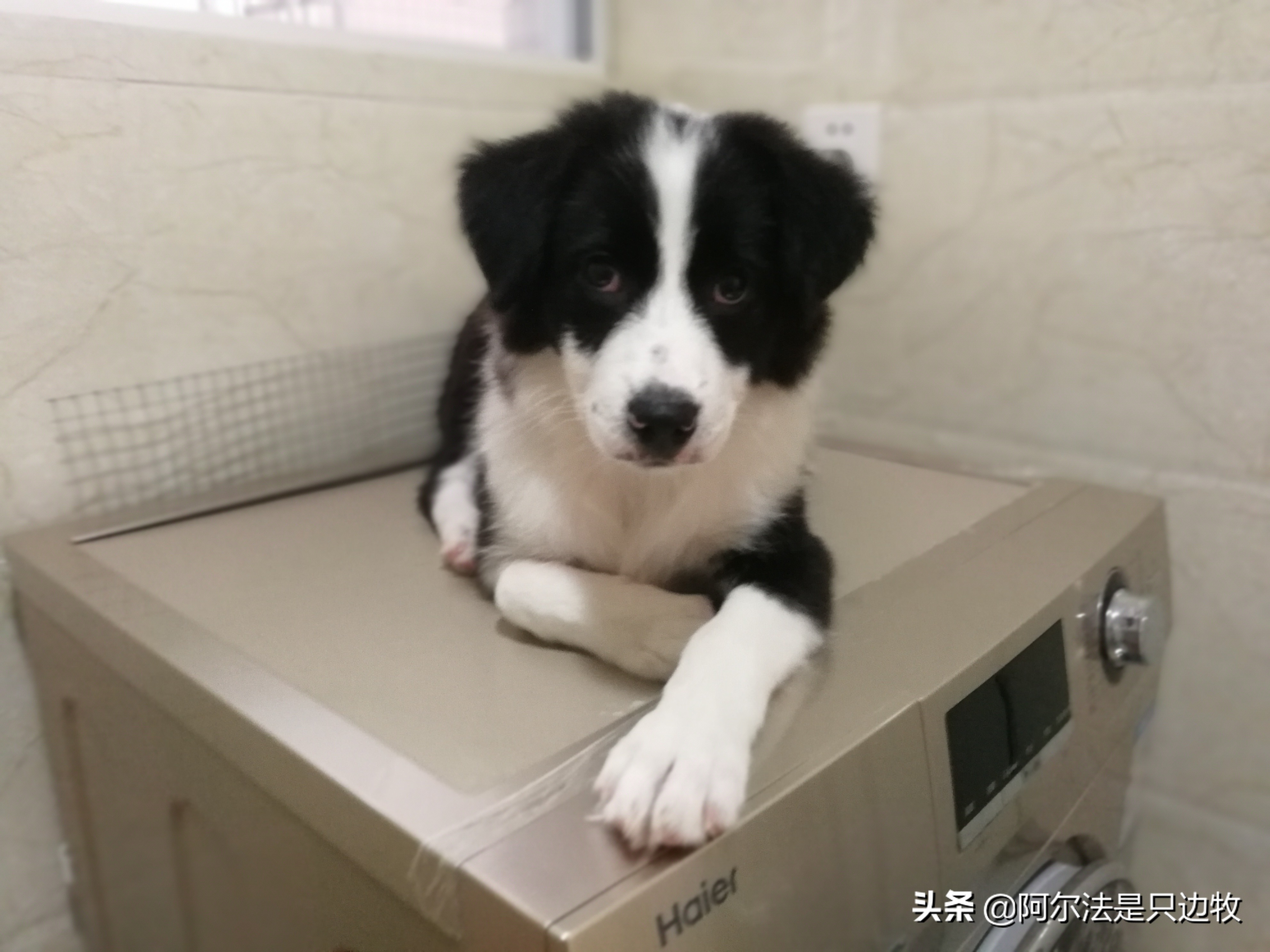 怎样用诱导剂训练狗狗定点上厕所,怎么教狗狗上厕所定点大小便