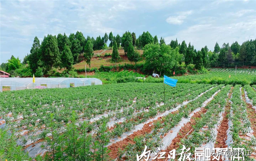 旺苍县二荆条辣椒,四川新鲜二荆条辣椒特辣