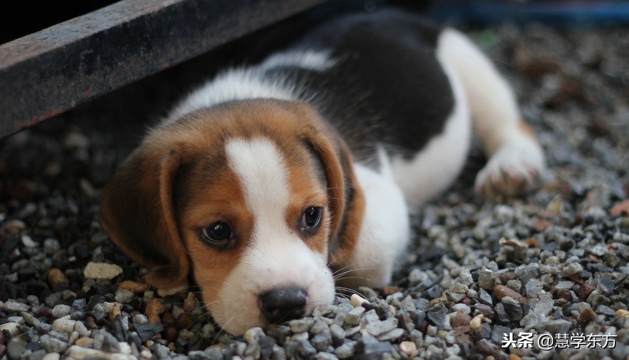 大学宿舍养猪被通报,大学生在宿舍养猪被通报批评