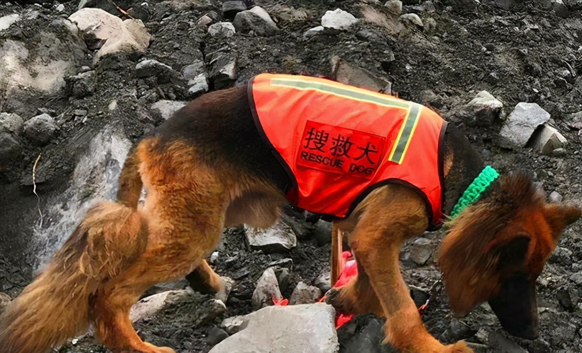 德国牧羊犬犬种介绍,德国牧羊犬是不是危险犬种