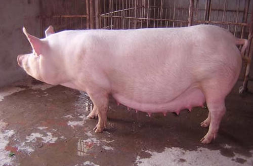 养母猪有哪些注意事项,夏天养猪注意事项