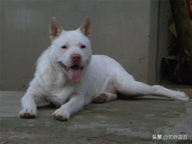 世界上哪种狗数量最多,世界上最具有狼特征的犬