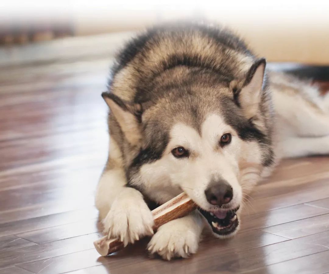防止幼犬扑人用什么药最好,幼犬金毛特别活跃老是扑人
