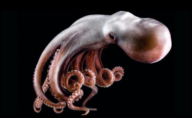 章鱼智商能统治世界吗,章鱼的智商有多少
