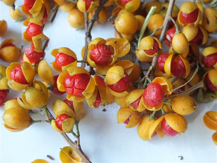 刺苞南蛇藤果介绍,南蛇藤能治毒蛇咬伤吗