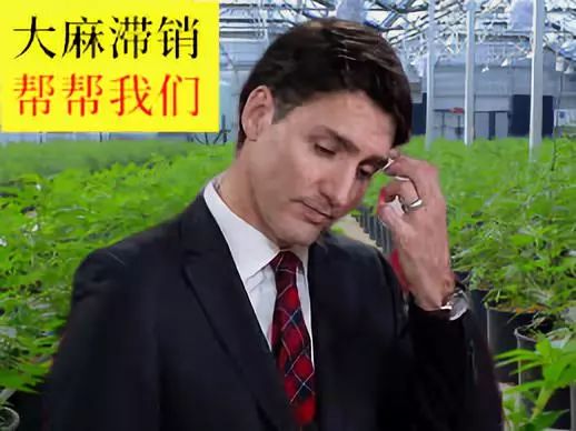 加拿大油菜籽出口滞销,加拿大大麻滞销