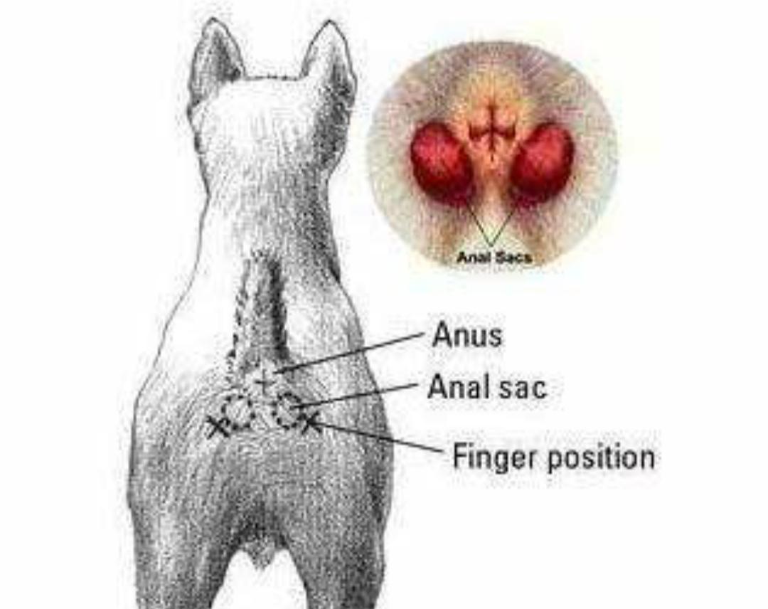 狗狗肛门腺破溃了怎么治疗,狗狗肛门破溃怎么保守治疗