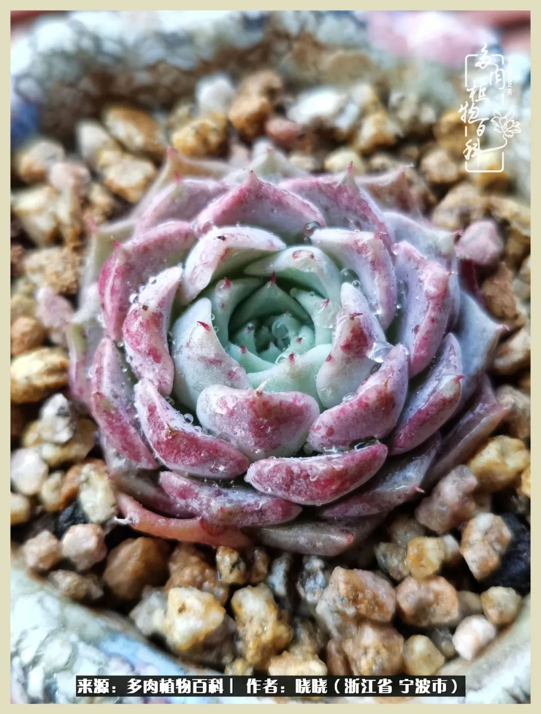 对多肉的热爱深入骨髓,当激情退却希望你依然保持热爱