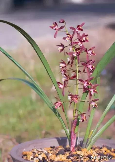 蜜蜂兰和兰花有什么不一样,极品兰花蜜蜂兰